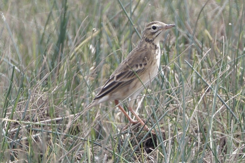 פפיון ארך-רגליים - ML644405882