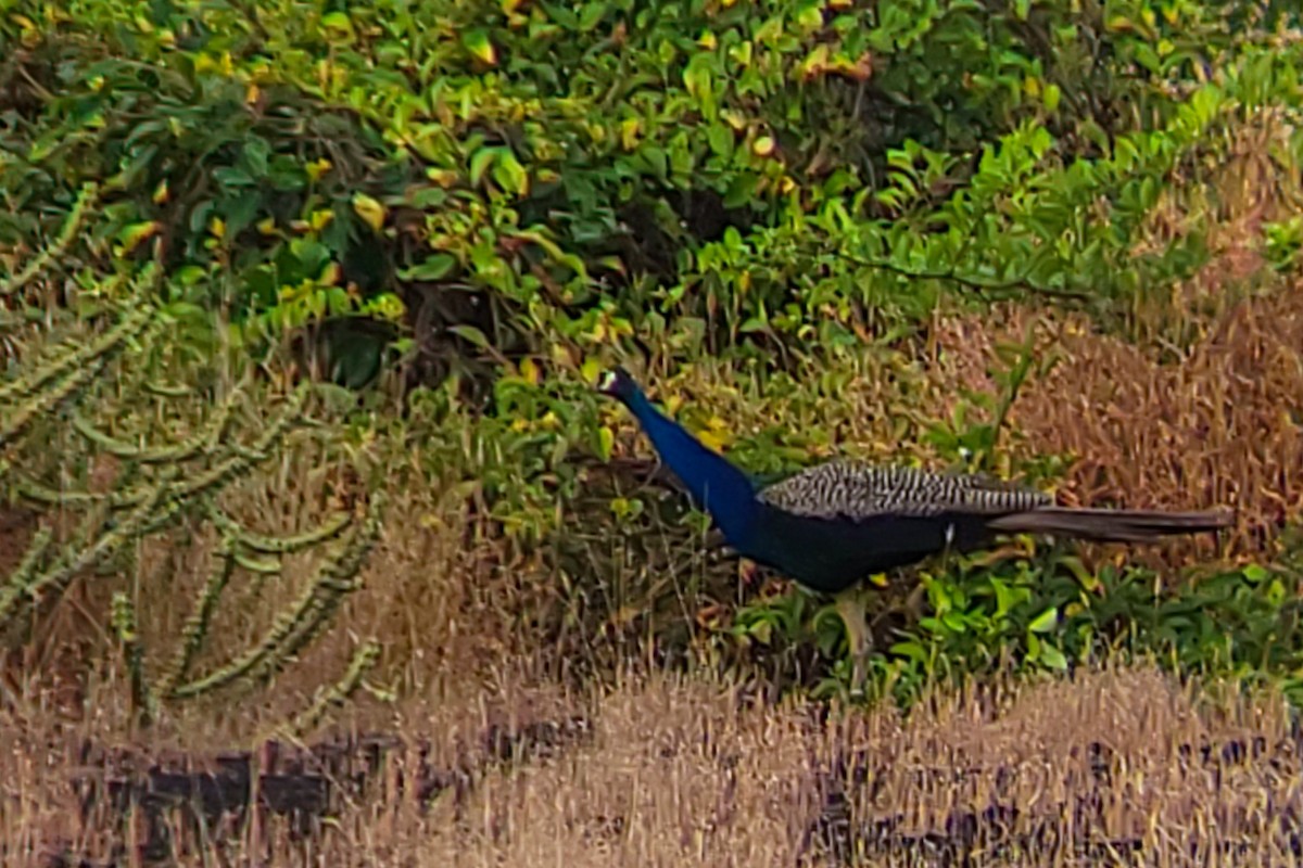 Indian Peafowl - ML644405883