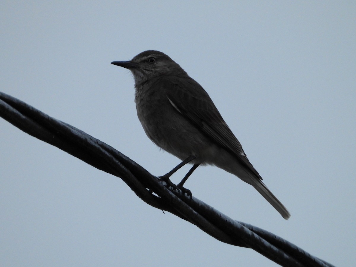 Black-billed Shrike-Tyrant - ML644405885