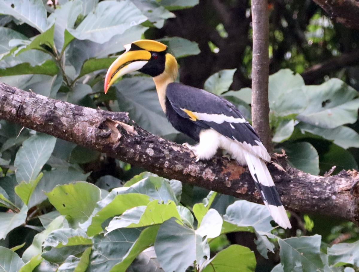 オオサイチョウ - ML644405890