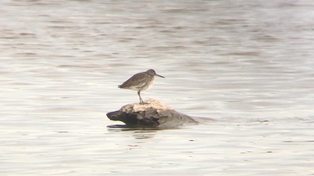 Willet (Eastern) - ML644405891