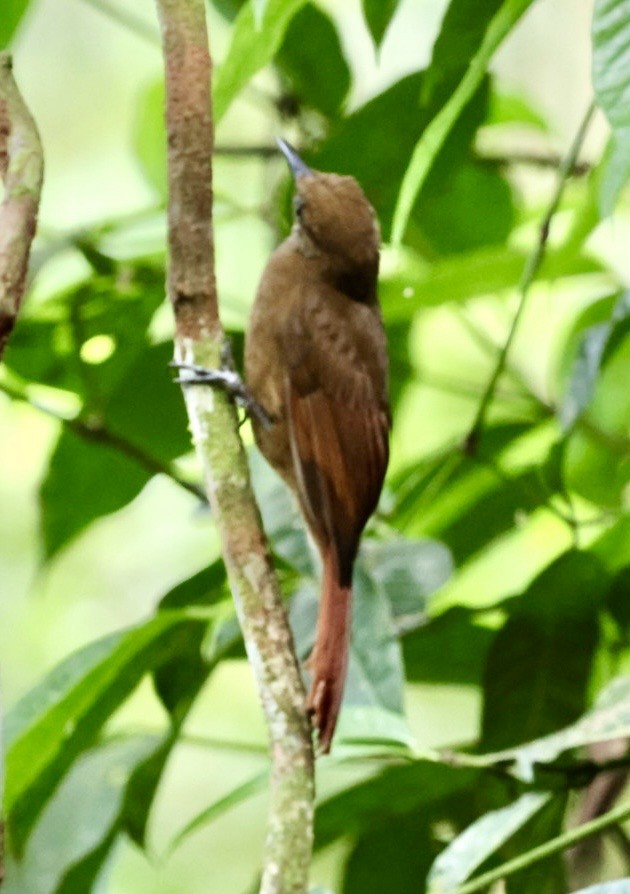 Plain-brown Woodcreeper - ML644405892