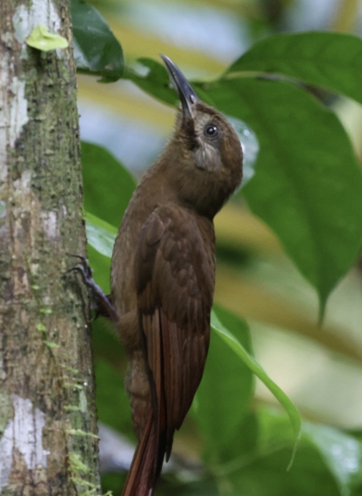 Plain-brown Woodcreeper - ML644405893