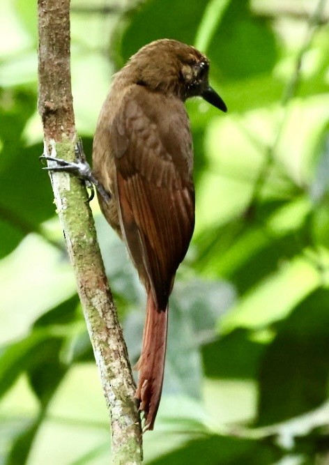 Plain-brown Woodcreeper - ML644405894