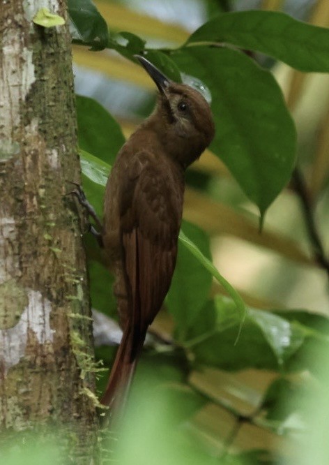 Plain-brown Woodcreeper - ML644405895