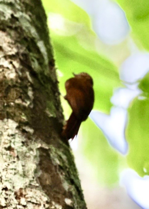 Plain-brown Woodcreeper - ML644405896