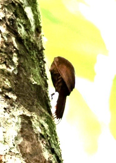 Plain-brown Woodcreeper - ML644405897