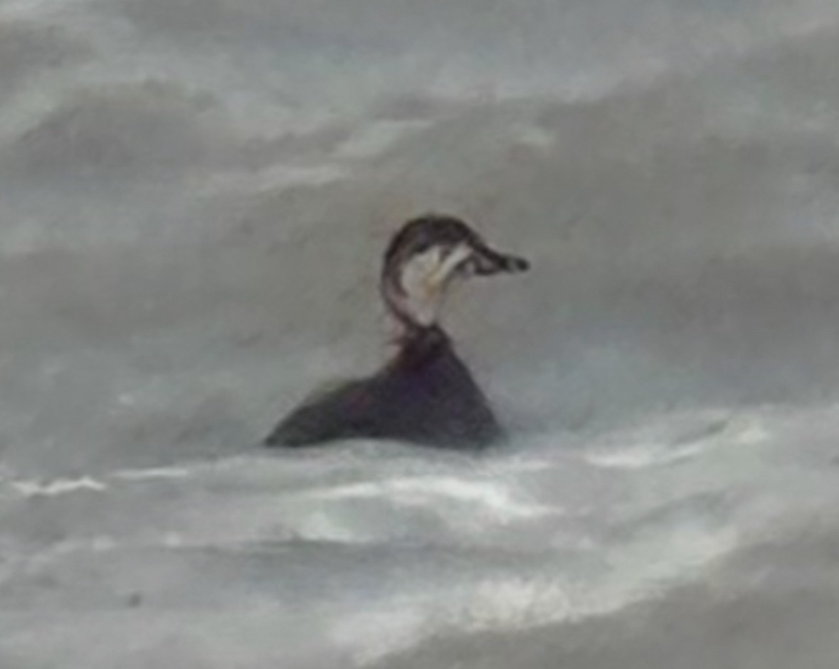 amerikasvartand - ML644405901