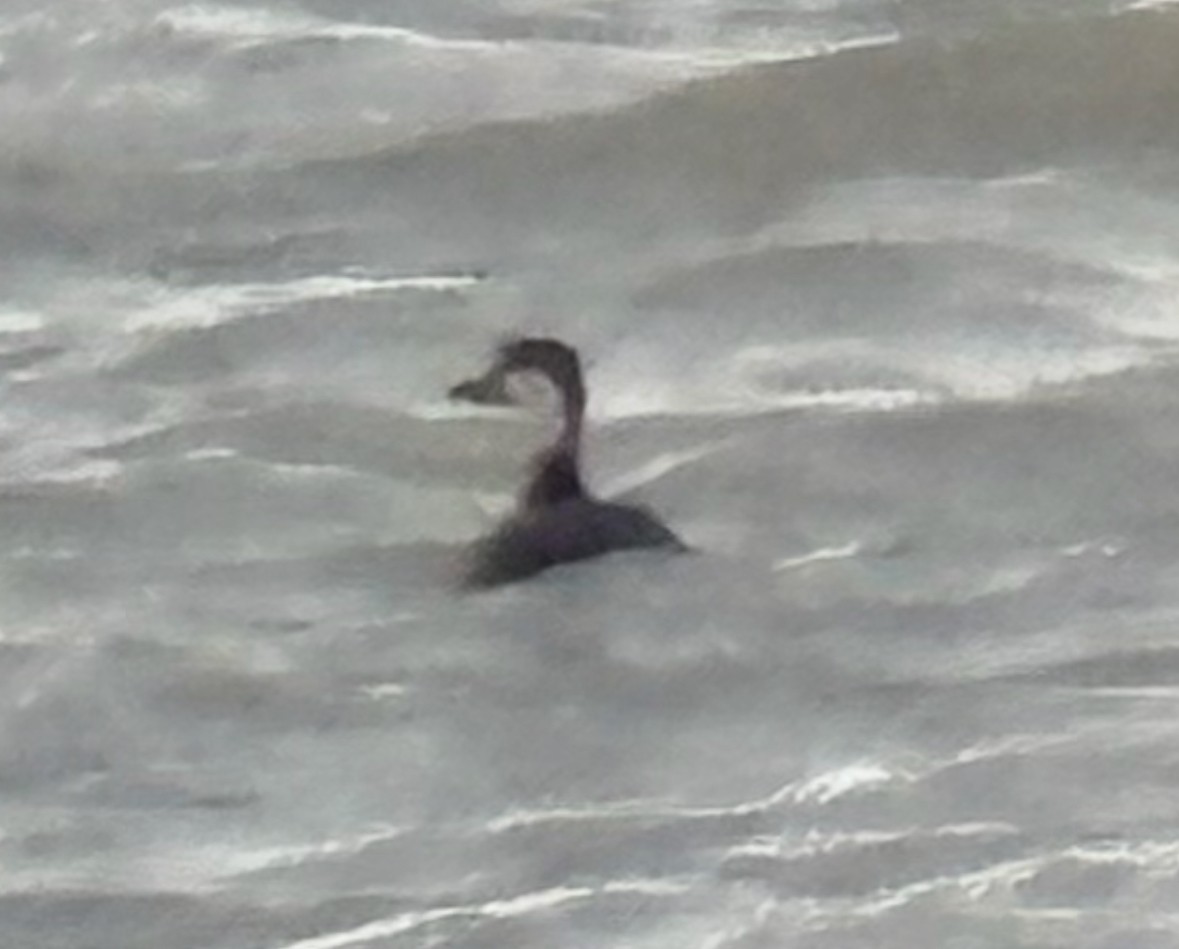 amerikasvartand - ML644405902