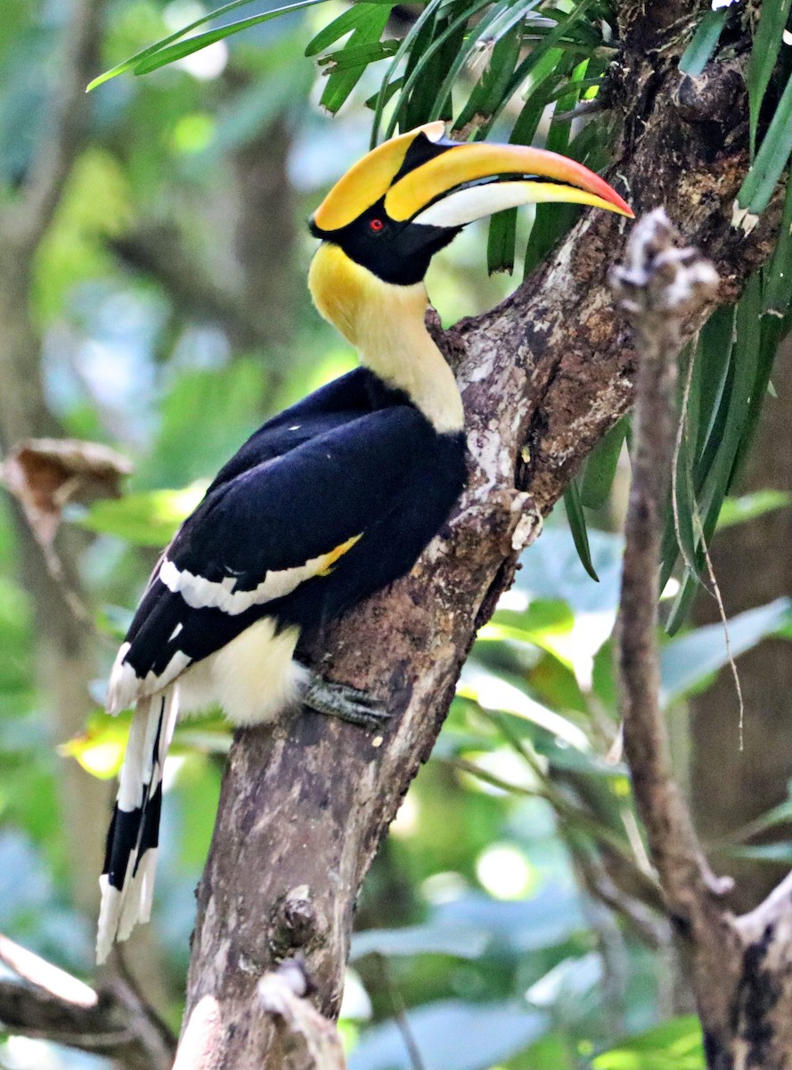 オオサイチョウ - ML644405913