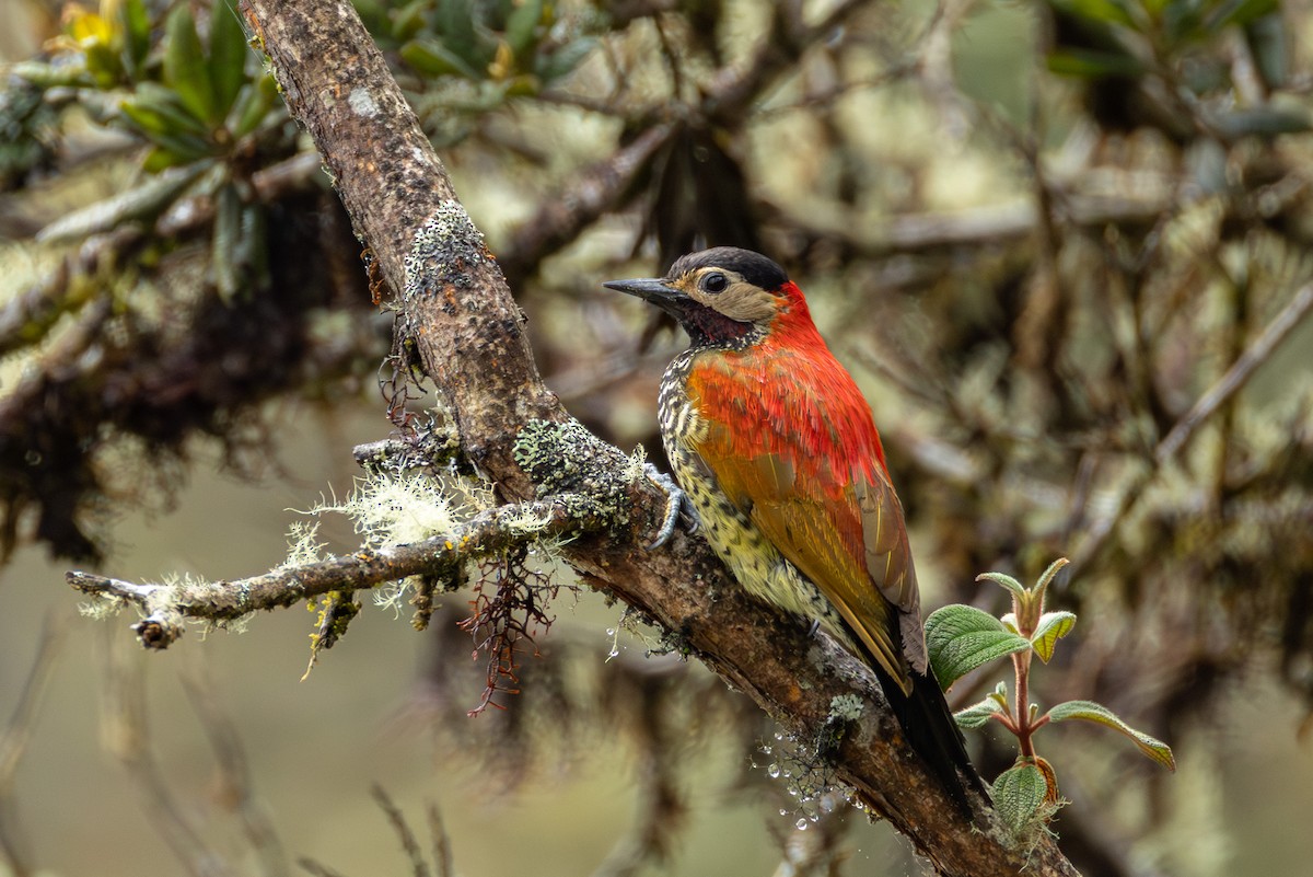 Дятел-смугань червонокрилий - ML644405918