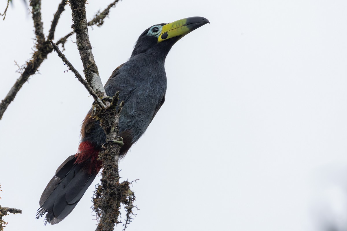 Hooded Mountain-Toucan - ML644405919