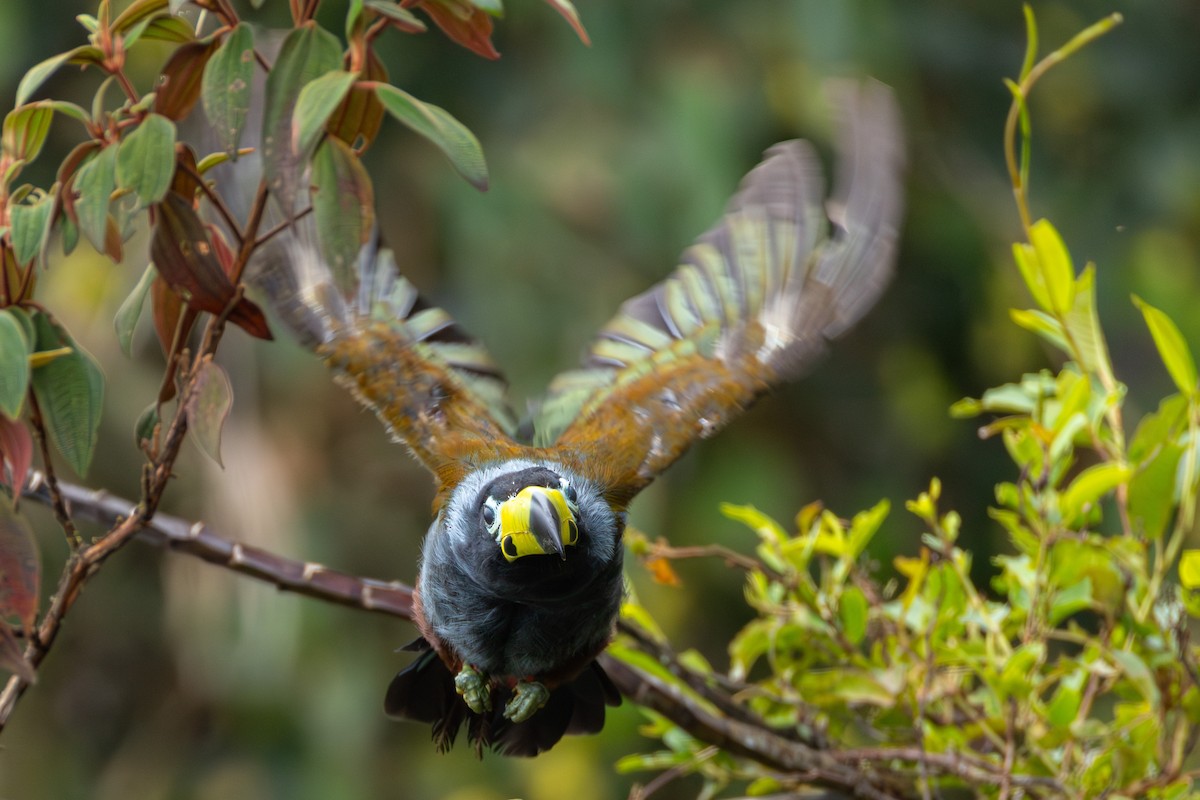 Hooded Mountain-Toucan - ML644405920