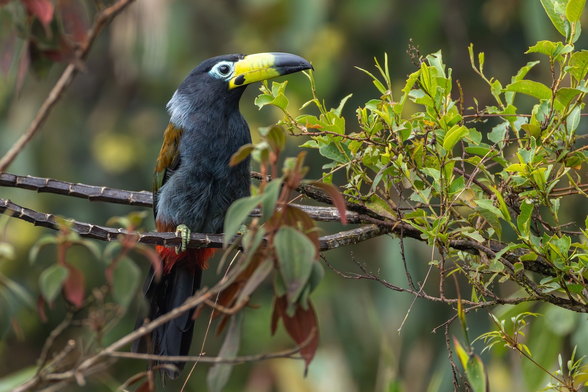 Hooded Mountain-Toucan - ML644405921