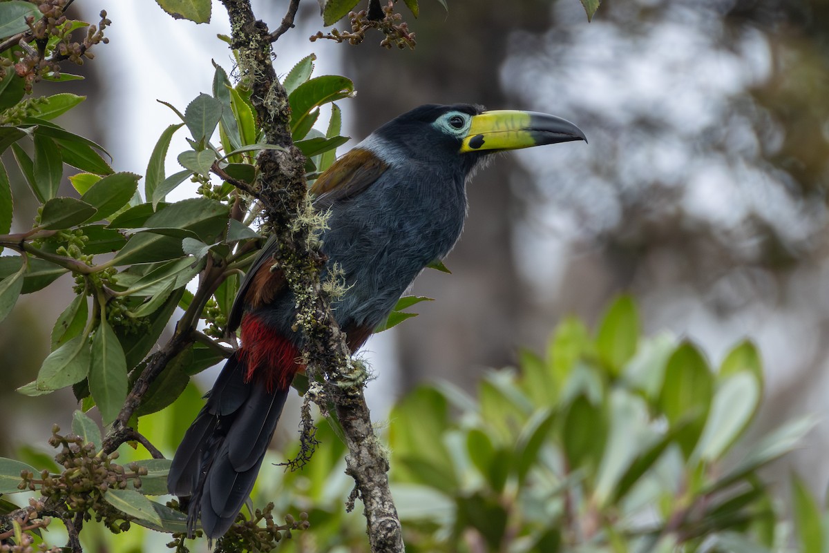 Hooded Mountain-Toucan - ML644405922