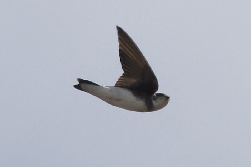 Bank Swallow - ML644405923