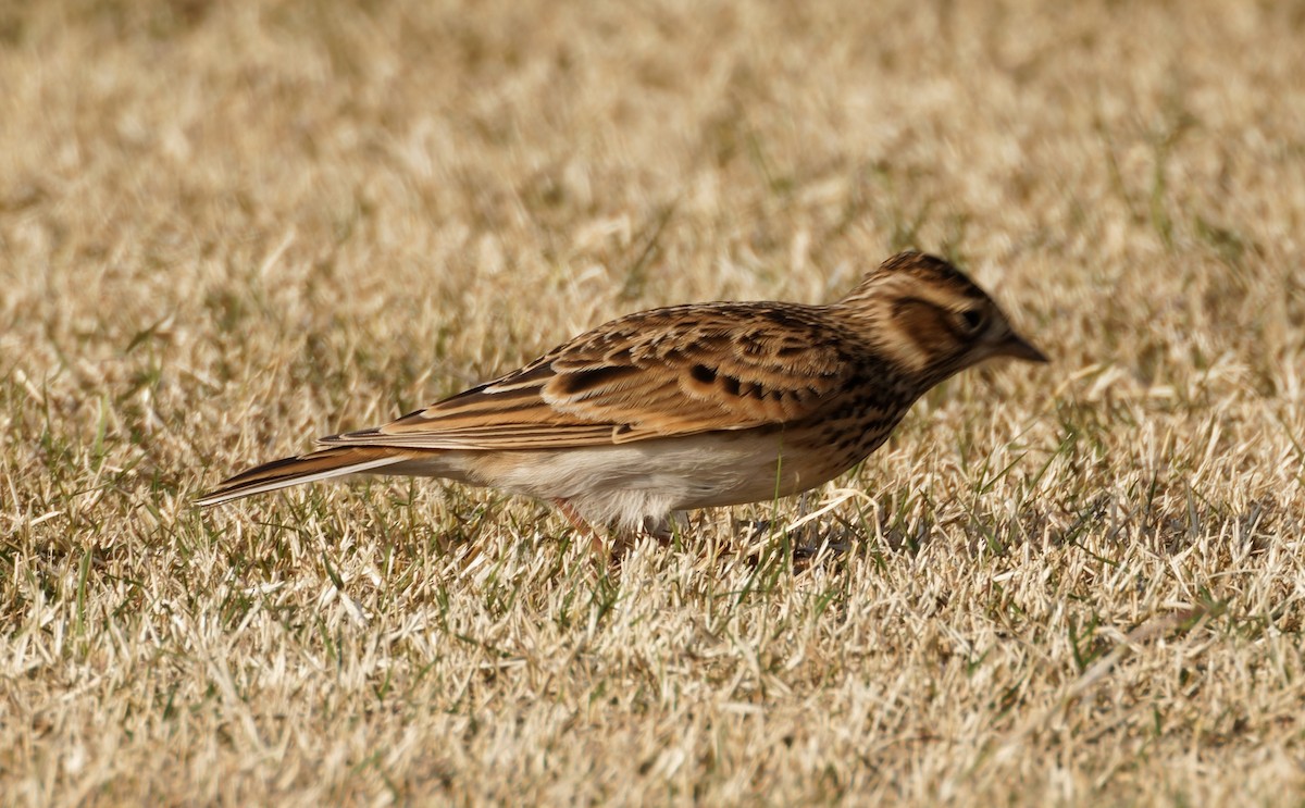 Oriental Skylark - ML644405931
