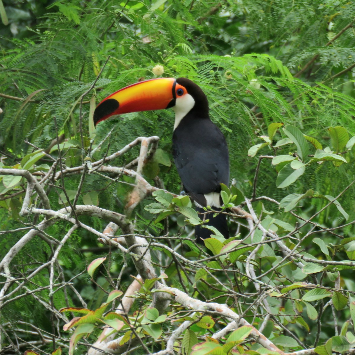 Toco Toucan - ML644405934