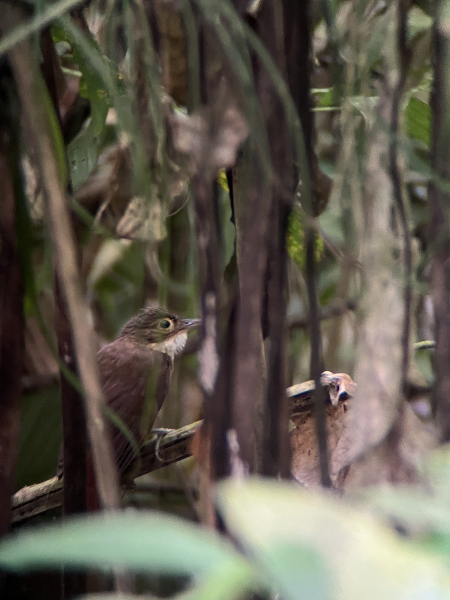 Ochre-throated Foliage-gleaner - ML644405938