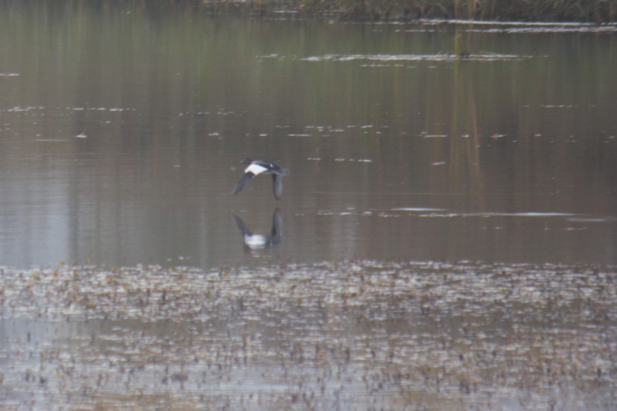 Гоголь - ML644405944