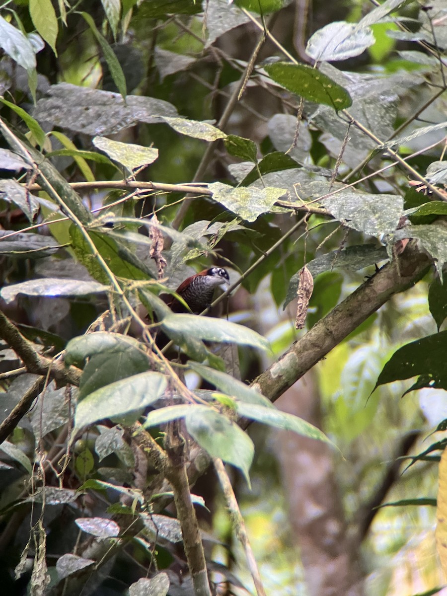 Scaly-breasted Wren - ML644405950