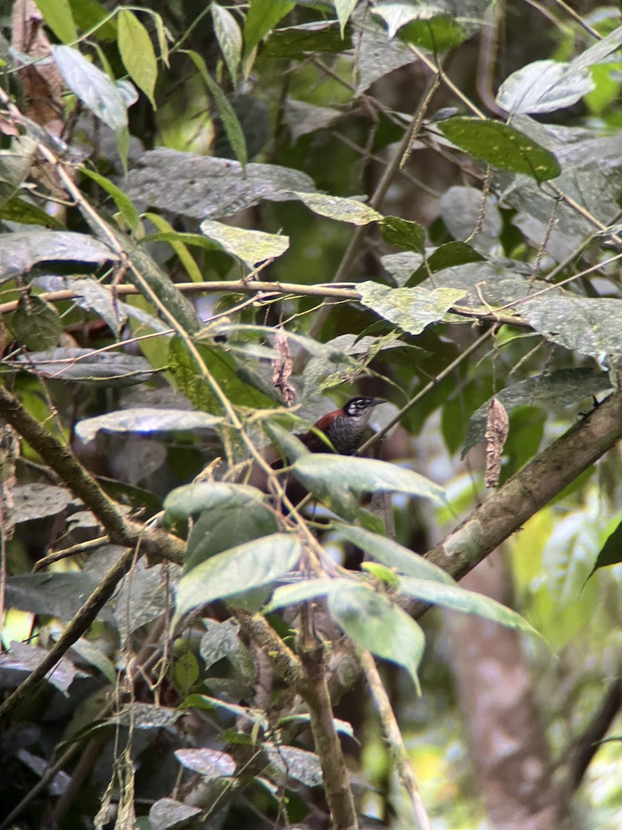 Scaly-breasted Wren - ML644405951