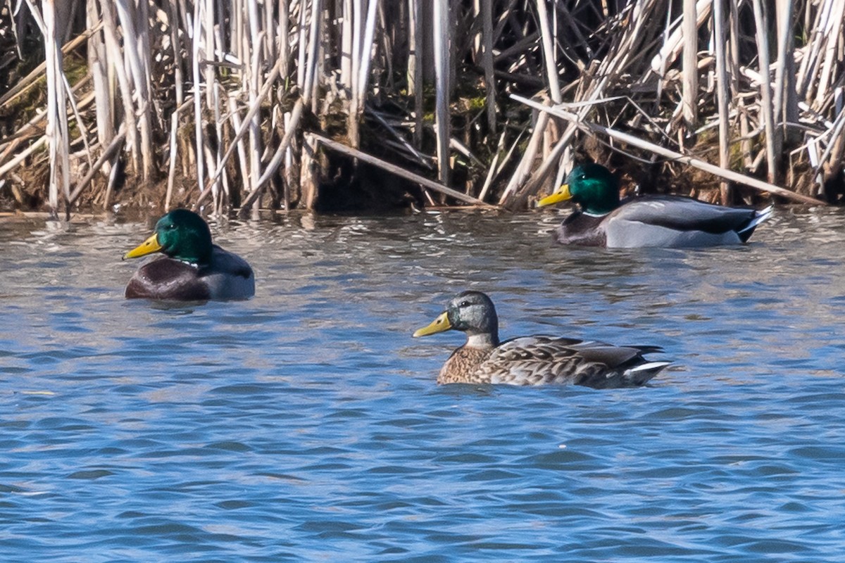 Mallard - ML644405952