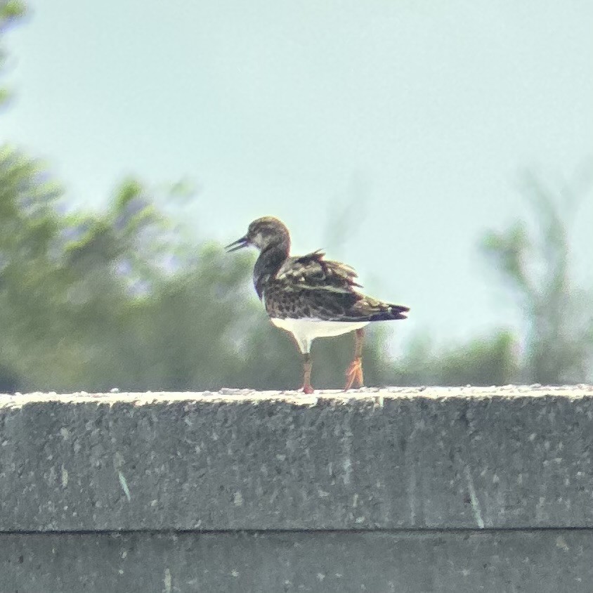 Ruddy Turnstone - ML644405965
