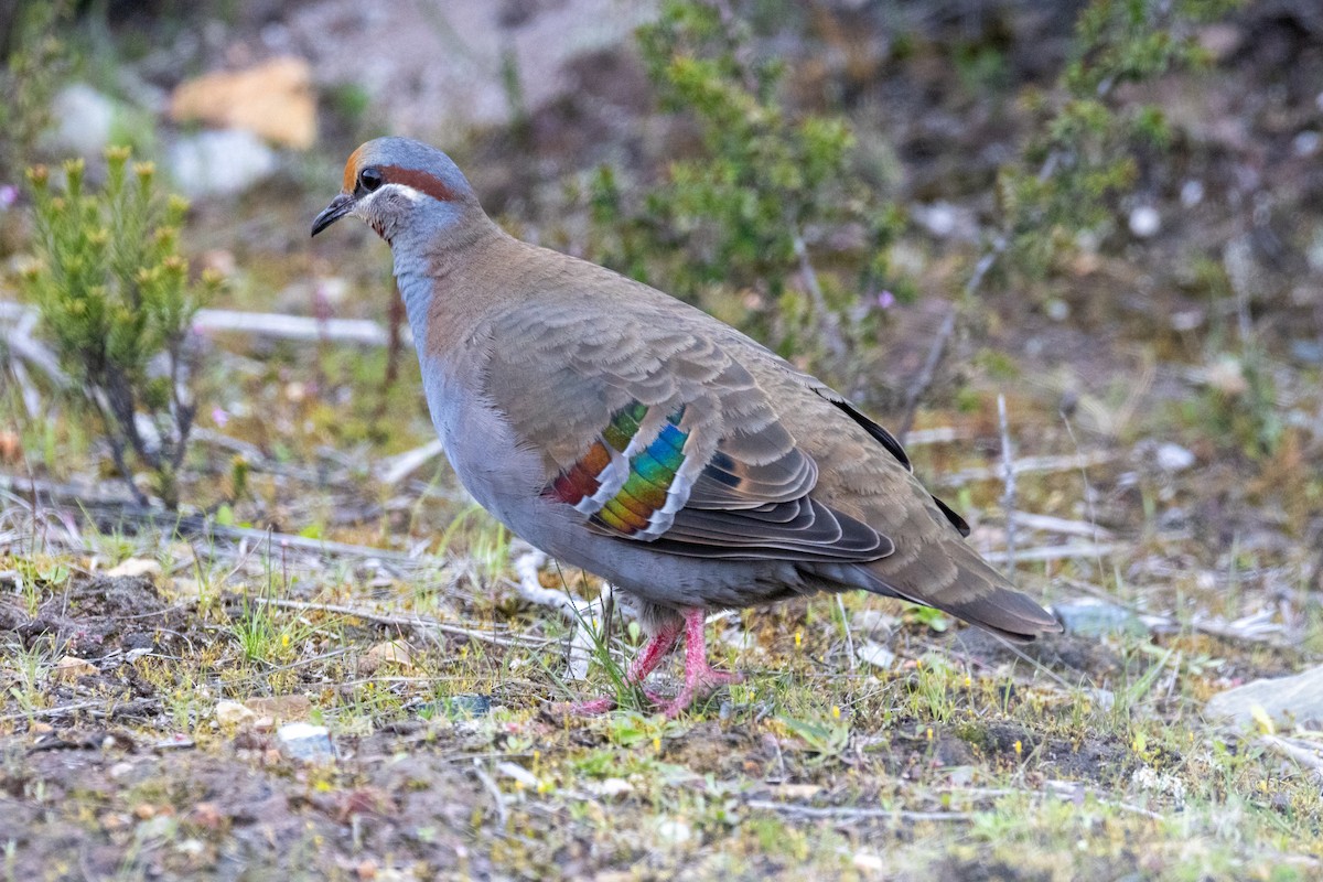 holub pestrokřídlý - ML644405966