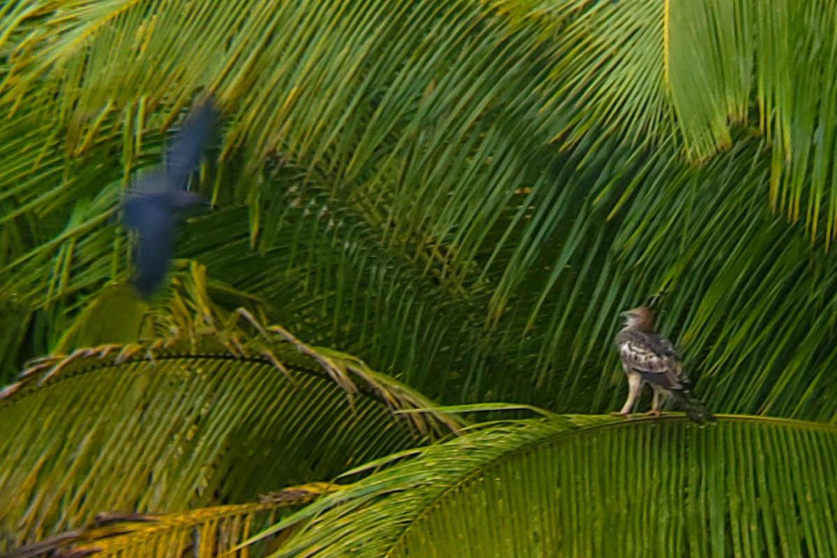 Changeable Hawk-Eagle - ML644405973