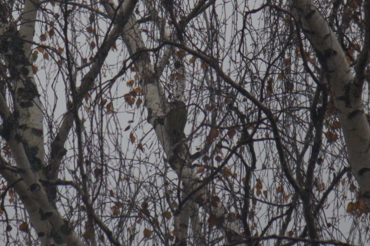 Pic cendré - ML644405983