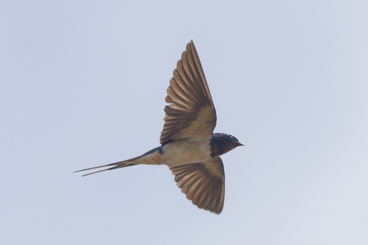 vlaštovka obecná - ML644405995