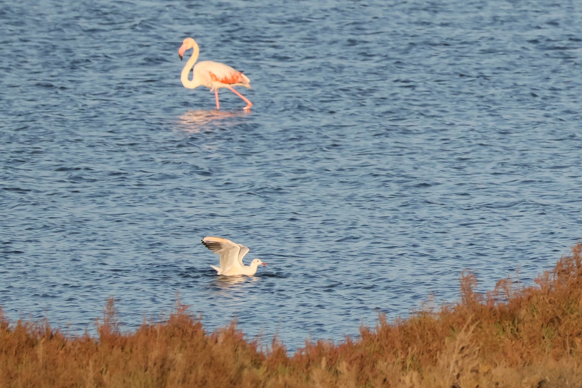 Slender-billed Gull - ML644405998