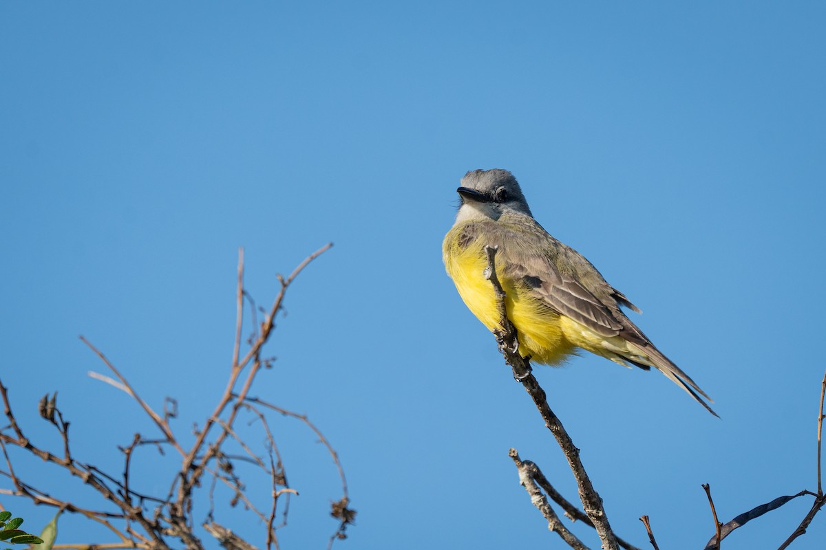 tropekongetyrann - ML644406004