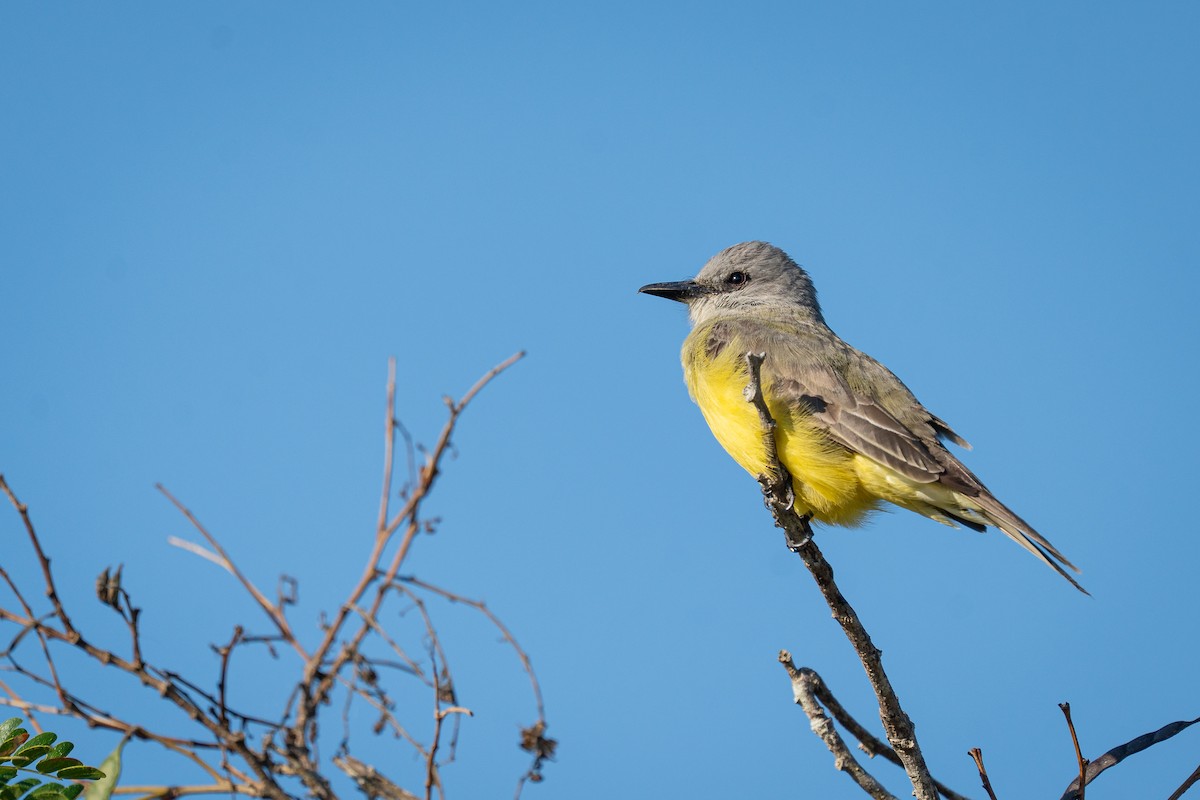 tropekongetyrann - ML644406005