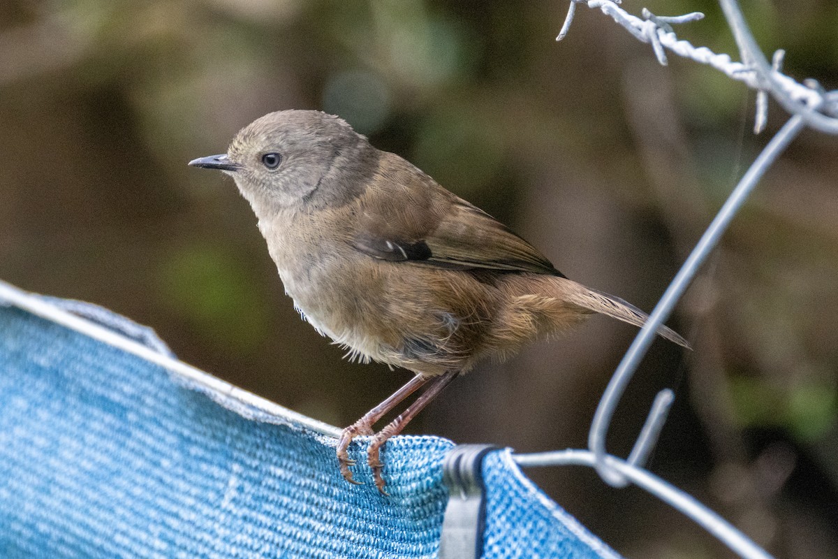 tasmankrattsmett - ML644406010