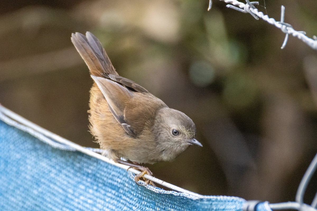 tasmankrattsmett - ML644406011