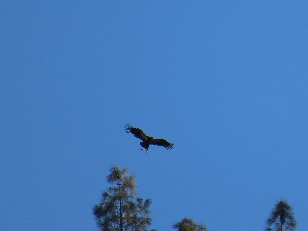 kaliforniakondor - ML644406023