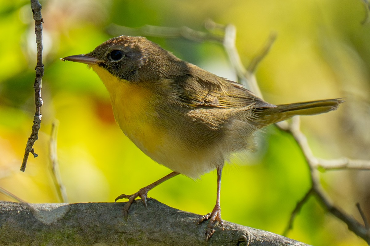 nordgulstrupe - ML644406029