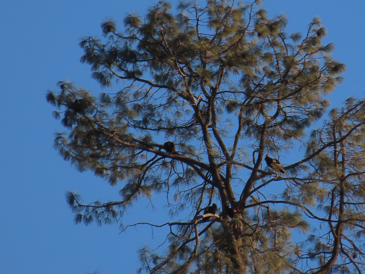 kaliforniakondor - ML644406030