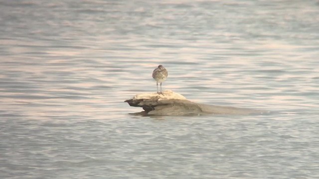 Willet (Eastern) - ML644406046