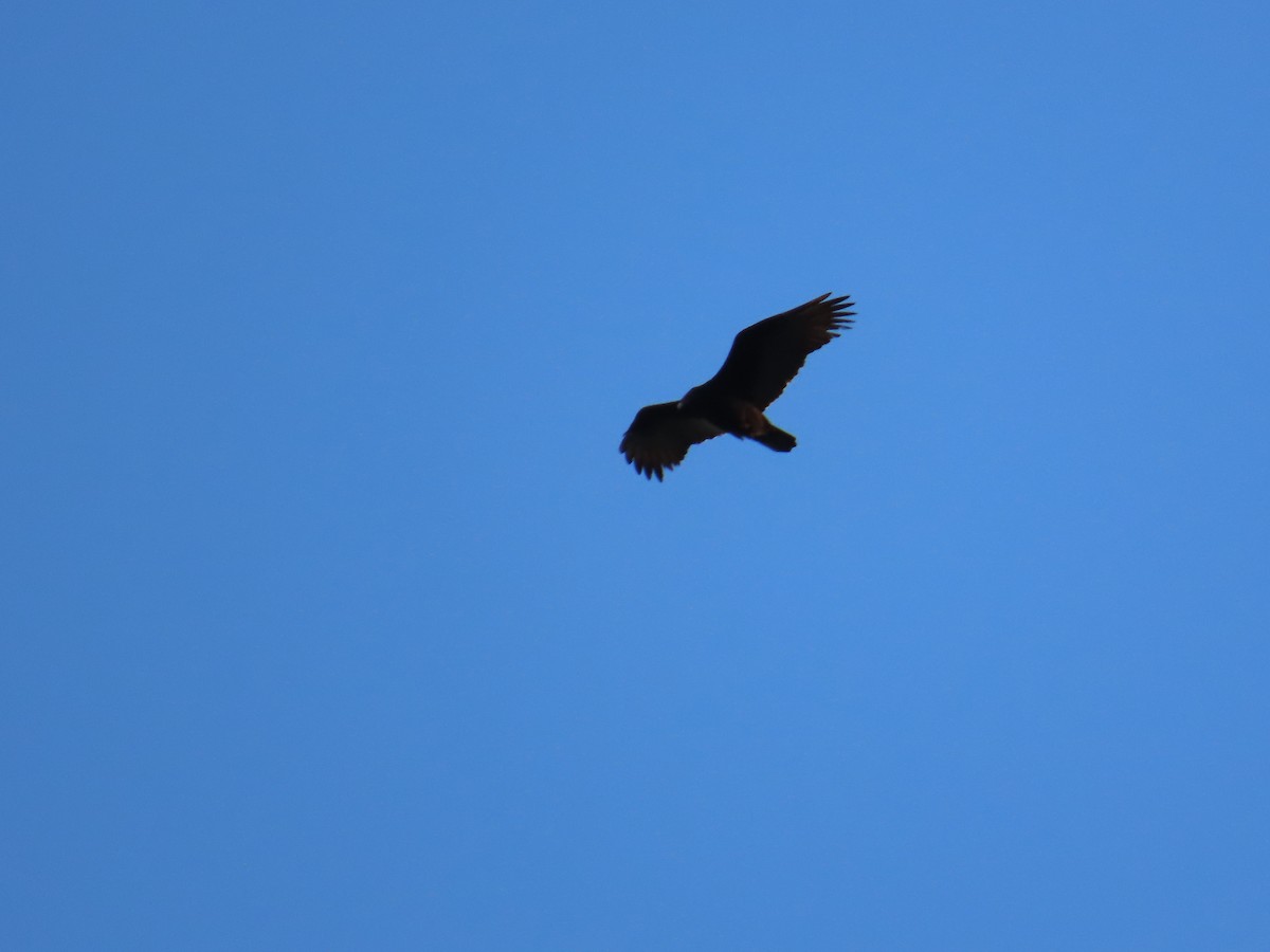 Turkey Vulture - ML644406050