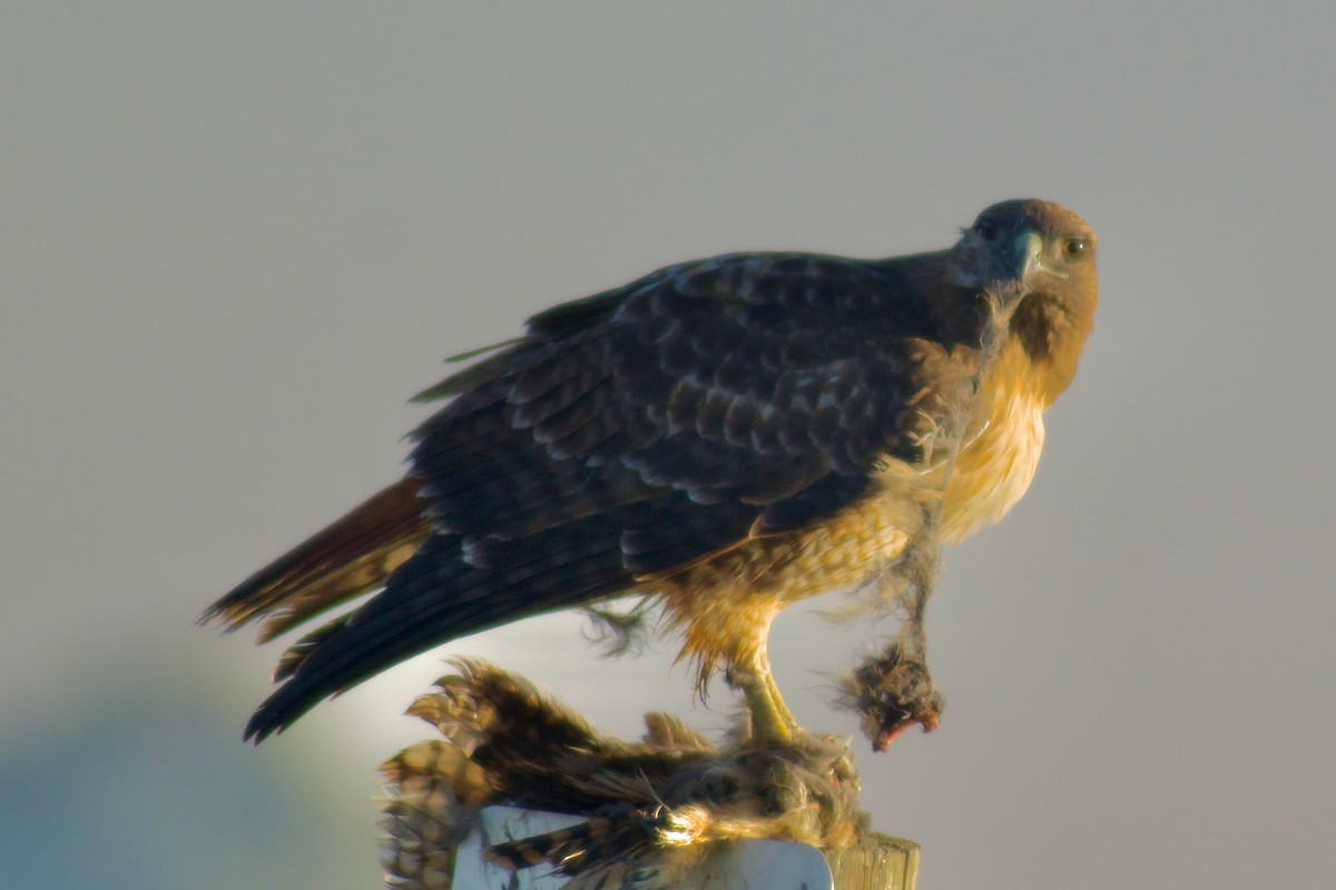 Zapelatz buztangorria - ML644406060