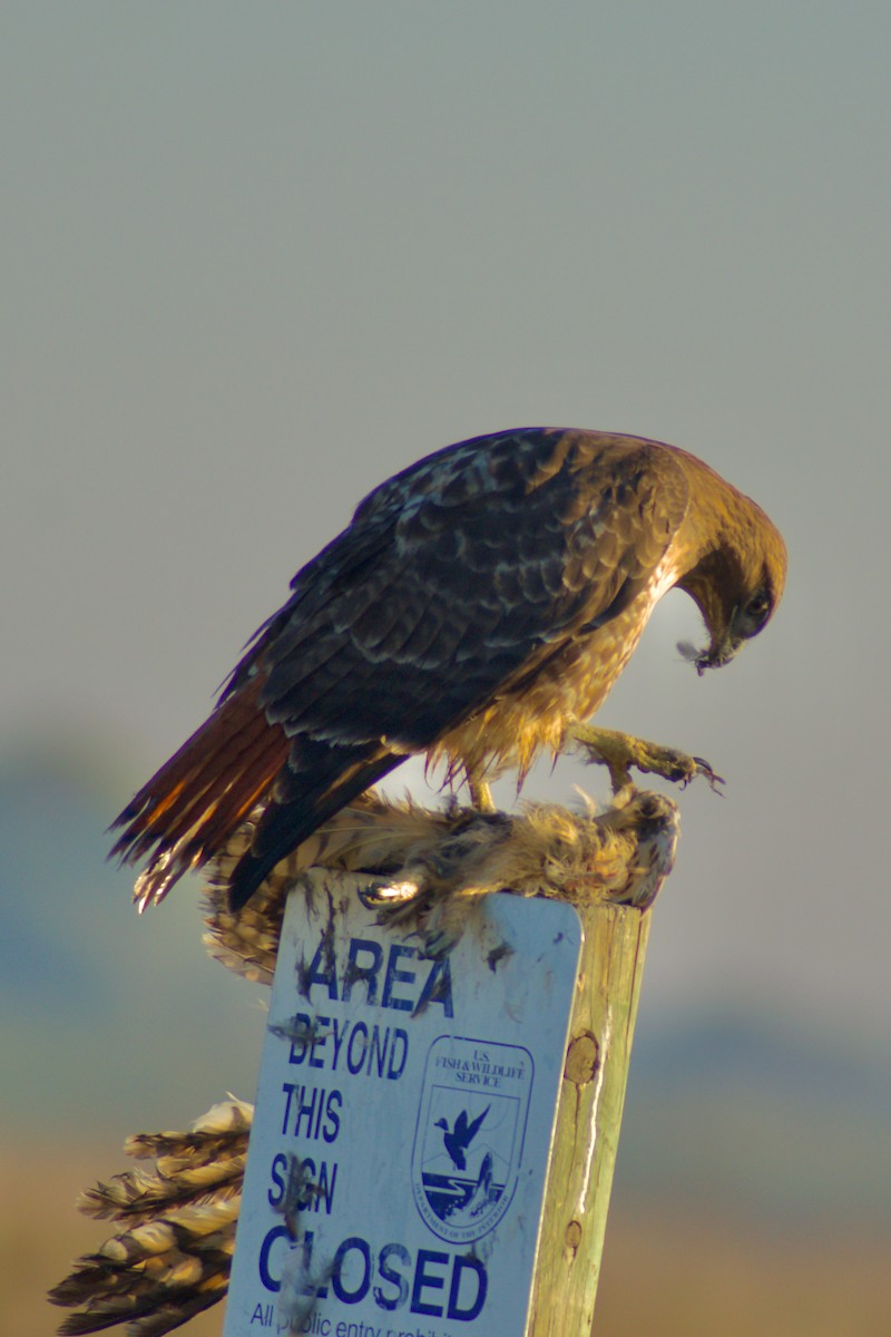 Zapelatz buztangorria - ML644406062