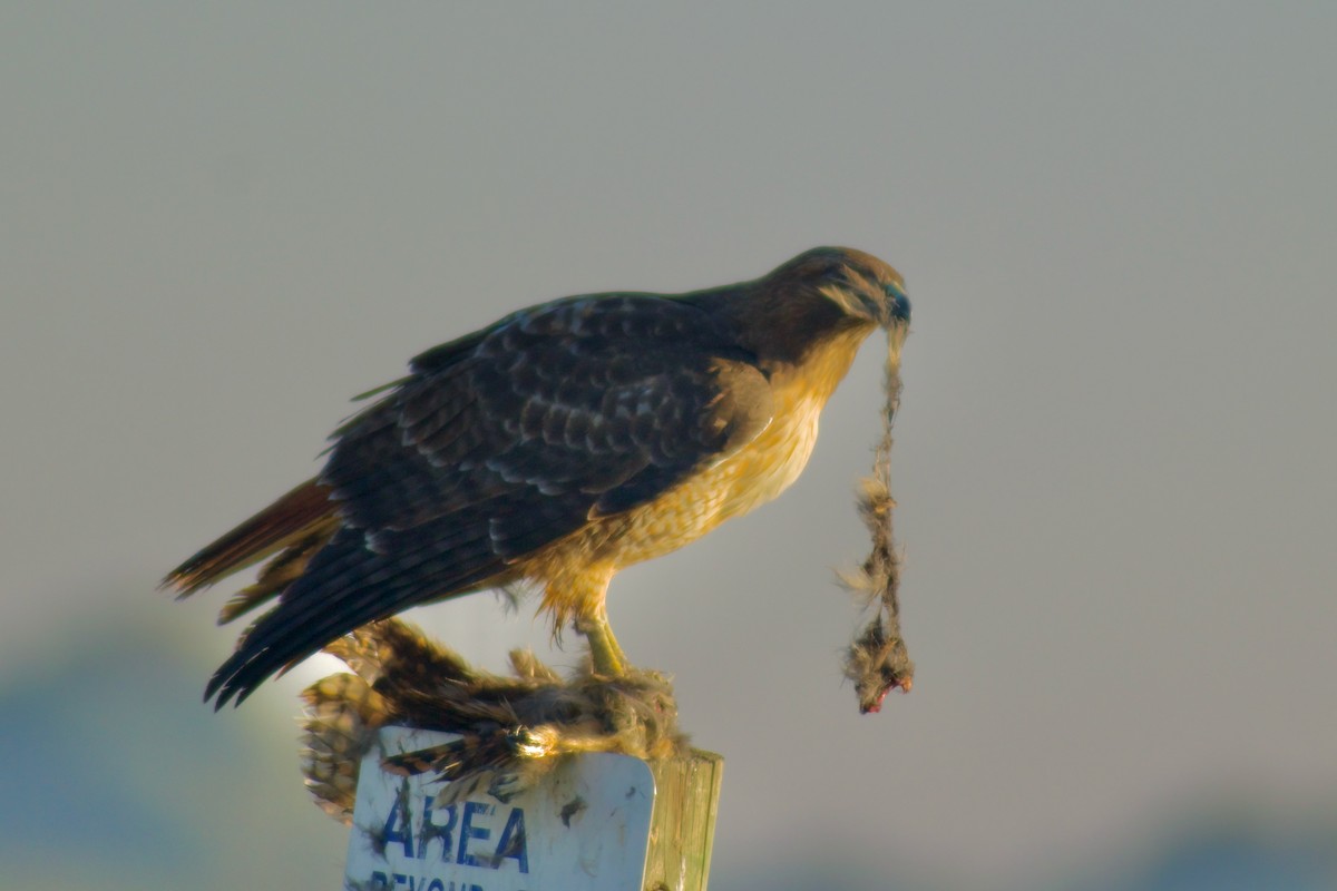 Zapelatz buztangorria - ML644406063