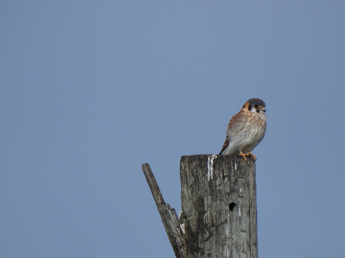 Belatz amerikarra - ML644406068