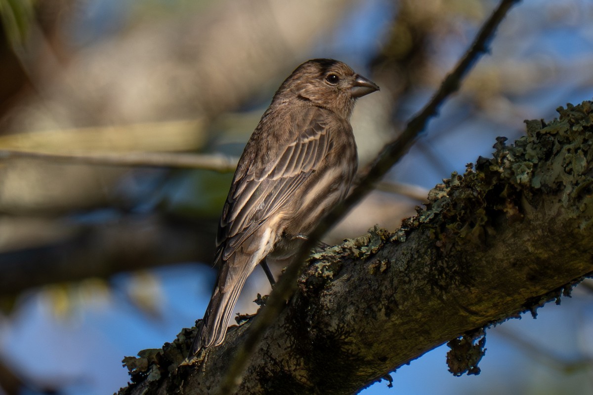 Burugorri arrunta - ML644406071