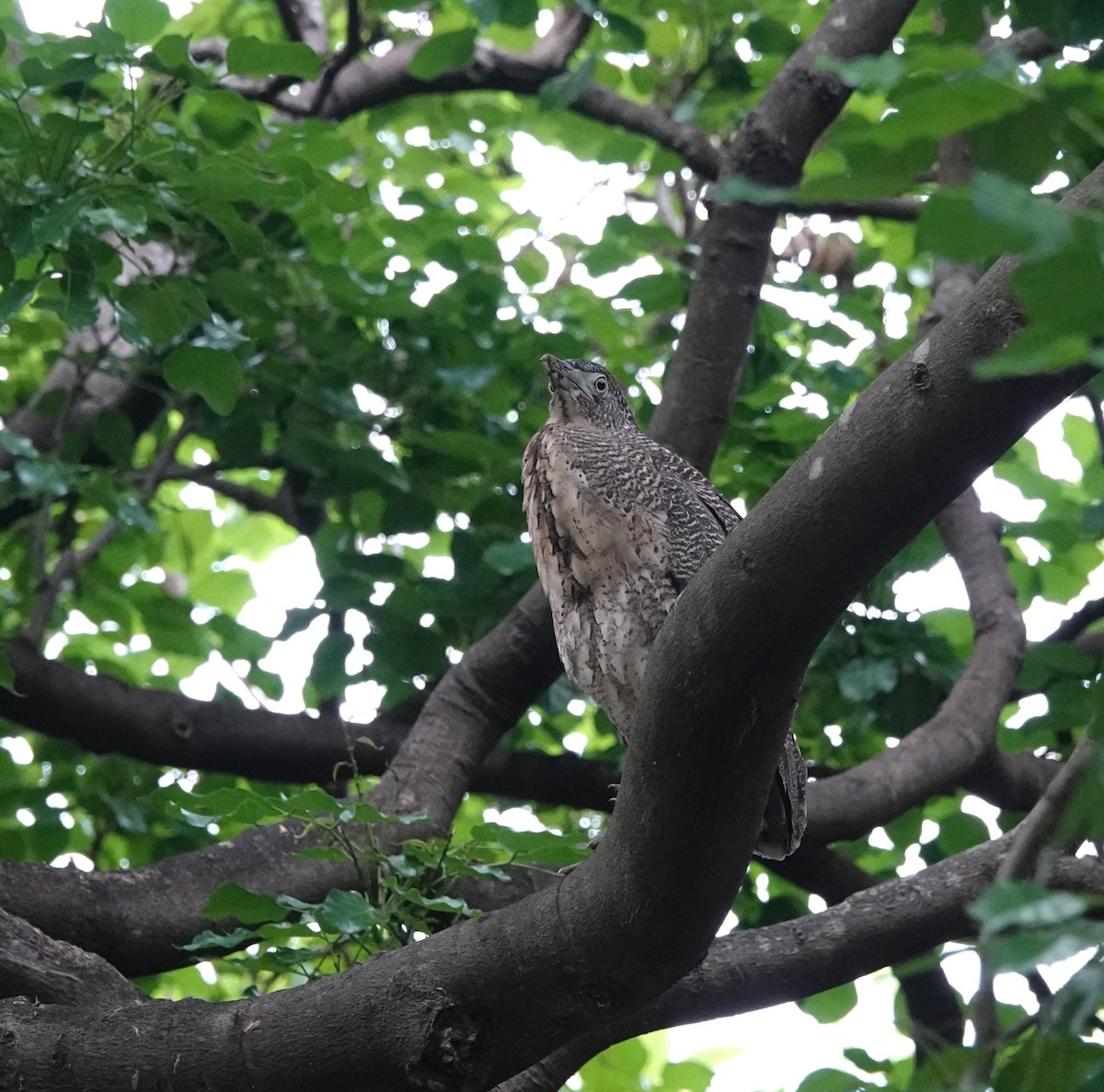 Malayan Night Heron - ML644406073
