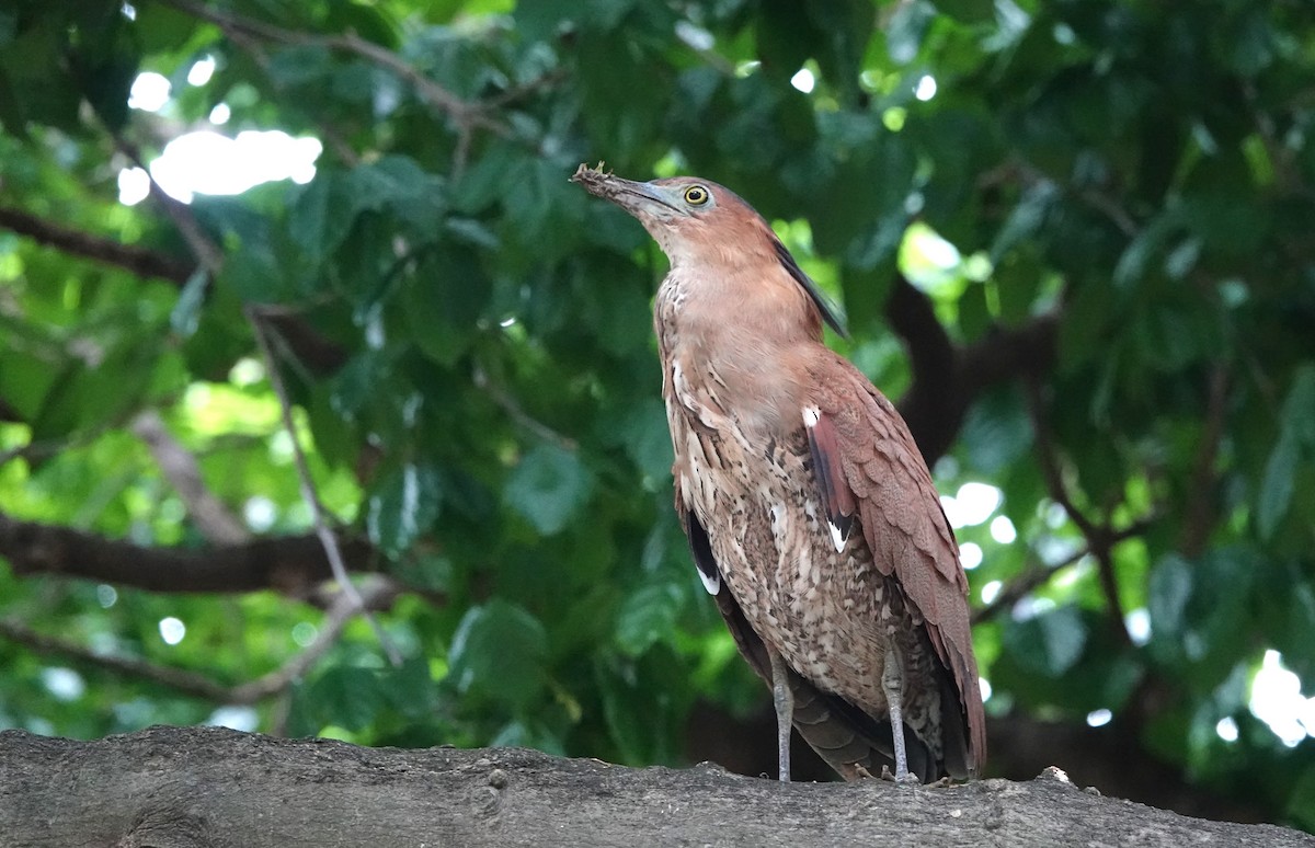 Malayan Night Heron - ML644406074