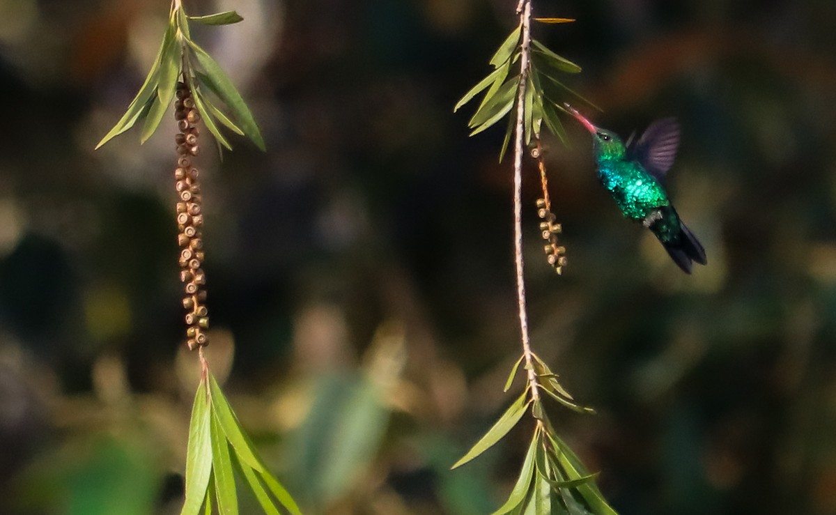 Green-crowned Plovercrest - ML644406075